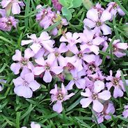 Image result for Saponaria x olivana