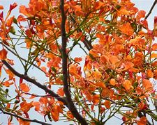 Image result for Florida Ornamental Trees