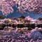 Image result for Japan Sakura Wallpaper