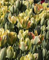 Image result for Tulipa Dancing Show