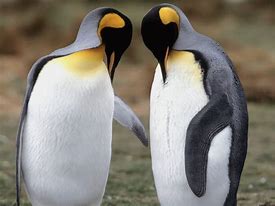 Image result for Tux Penguin