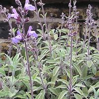 Image result for Salvia officinalis