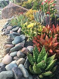 Image result for Landscaping with Succulents and Cactus