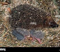 Image result for Hedgehog Germany