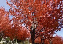 Image result for Autumn Blaze Maple Pros and Cons