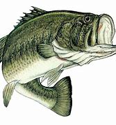 Image result for Free Largemouth Bass Fish Clip Art