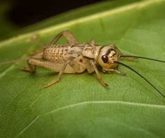 Image result for House Cricket Species