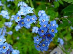 Image result for Heart of Forget Me Nots