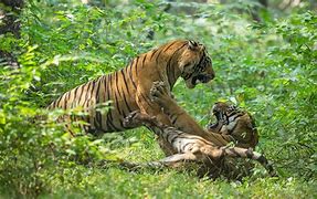 Image result for Real Footage of Tiger Attack