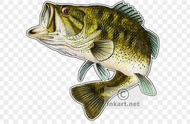 Image result for Bass Fish Drawing Clip Art
