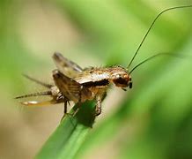 Image result for Baby Cricket Insect