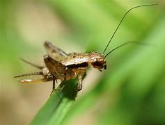 Image result for Insect Cricket Babies Indoor