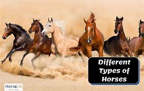 Image result for Racing Horse Breeds