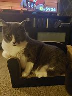 Image result for Couch Cat Meme