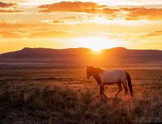 Image result for Microsoft Wallpapers of Wild Horses in Utah