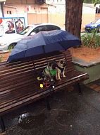 Image result for Rainy Friday Dog Meme