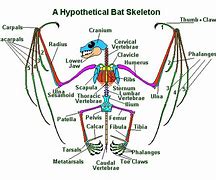 Image result for Fruit Bat Anatomy