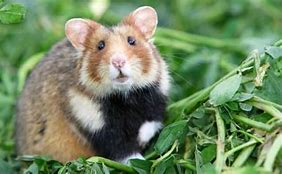 Image result for World's Oldest Hamster