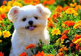 Image result for Dog Floral