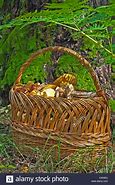 Image result for Moss Grow Basket Stump Mushroom
