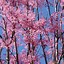 Image result for Cedrela Flamingo Chinese Toon Tree