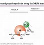 Image result for Nonribosomal Peptide