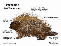 Image result for Porcupine Body