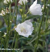 Image result for Campanula persicifolia La Bonne Amie ®