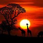 Image result for African Savannah Sunset