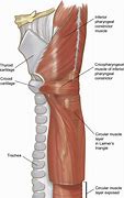 Image result for Proximal Esophagus Location