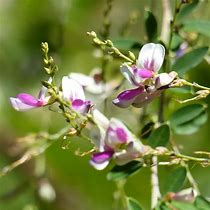 Image result for Lespedeza thunbergii Edo Shibori