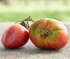 Image result for Pink Tomatoes Varieties