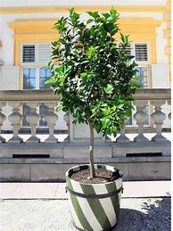 Image result for Growing Lime Trees in Pots