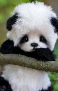 Image result for Cutest Animal in the Whole World