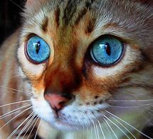Image result for Cat Chat