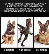 Image result for Stages of German Shepherd Meme