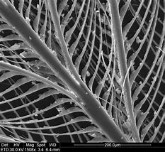 Image result for Feather Under Microscope