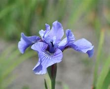 Image result for Iris sibirica Blue Moon