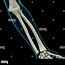 Image result for Human Skeleton Arm Bones
