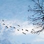 Image result for Flying Over Blue Sky