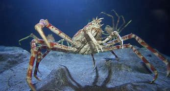 Image result for Biggest Spider Crab in the World