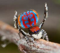 Image result for New Spider Species