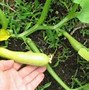 Image result for Yellow Warty Squash