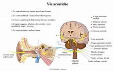 dermatite nell orecchio interno 12 esercizi di riabilitazione vestibolare per curare le dermatite nell orecchio interno 12 esercizi di riabilitazione vestibolare per curare le