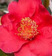 Image result for Camellia japonica Dr. King
