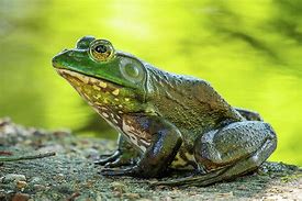 Image result for Bull Frog Side View