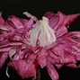 Image result for Clematis viticella Purpurea Plena Elegans