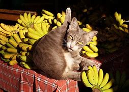 Image result for Adorable Banana Cat