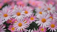 Image result for Pink Daisies iPhone Wallpaper