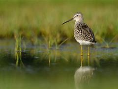 Image result for Calidris himantopus